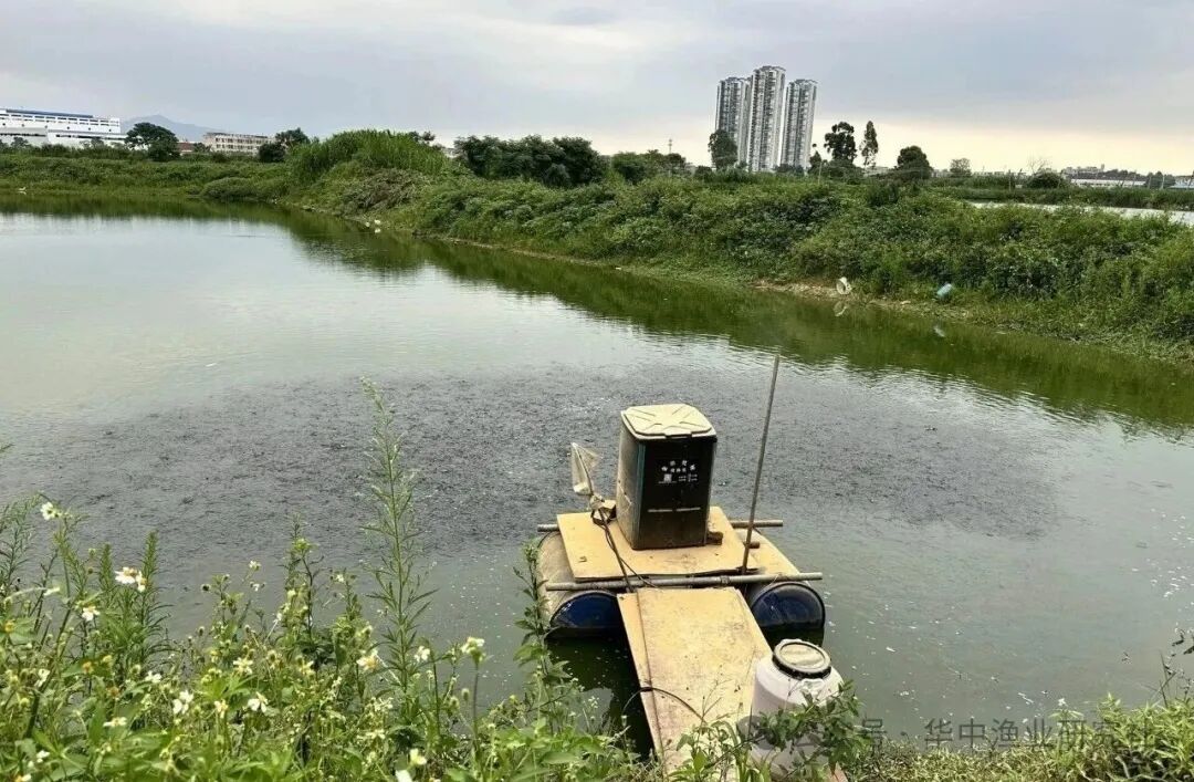 1763607950143339.jpg 7.jpg