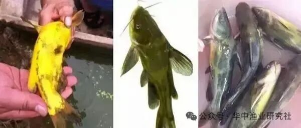 1763953783415744.jpg 4.jpg