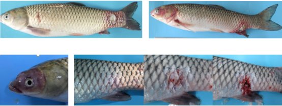 1763954453857212.png 1.png