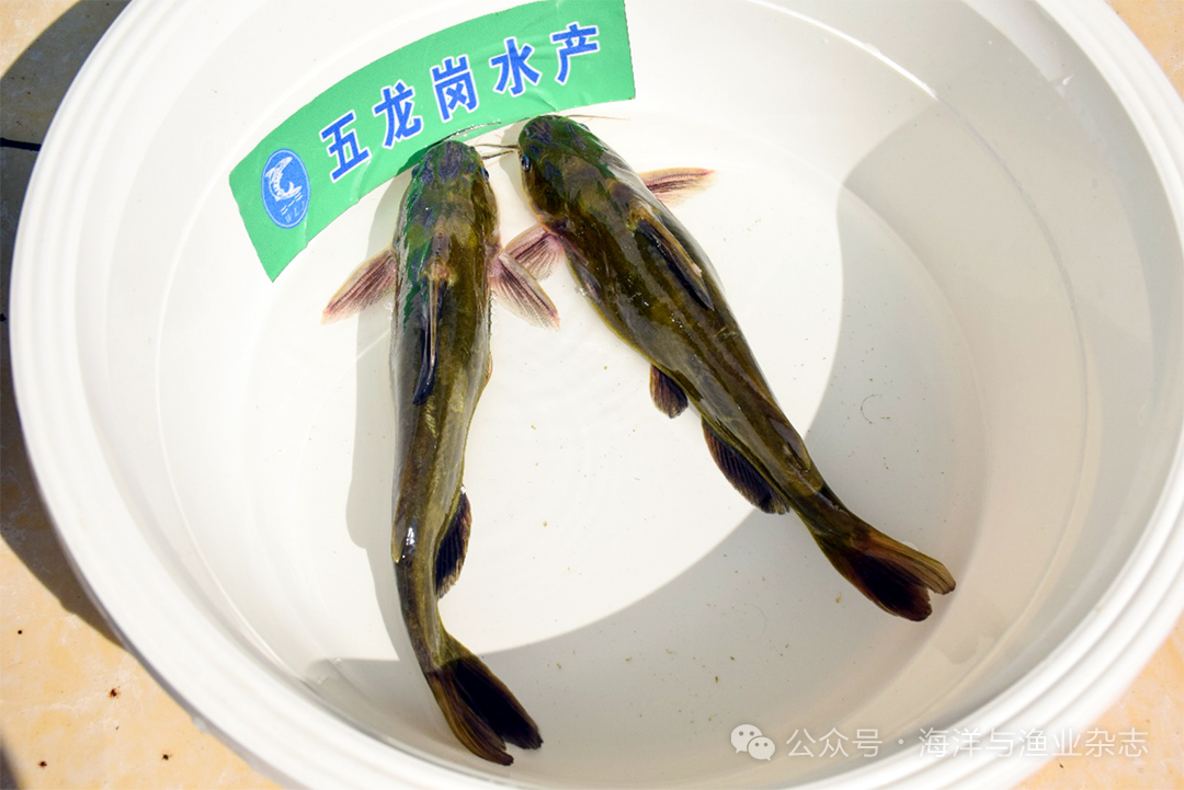 1764037703741481.png 1.png