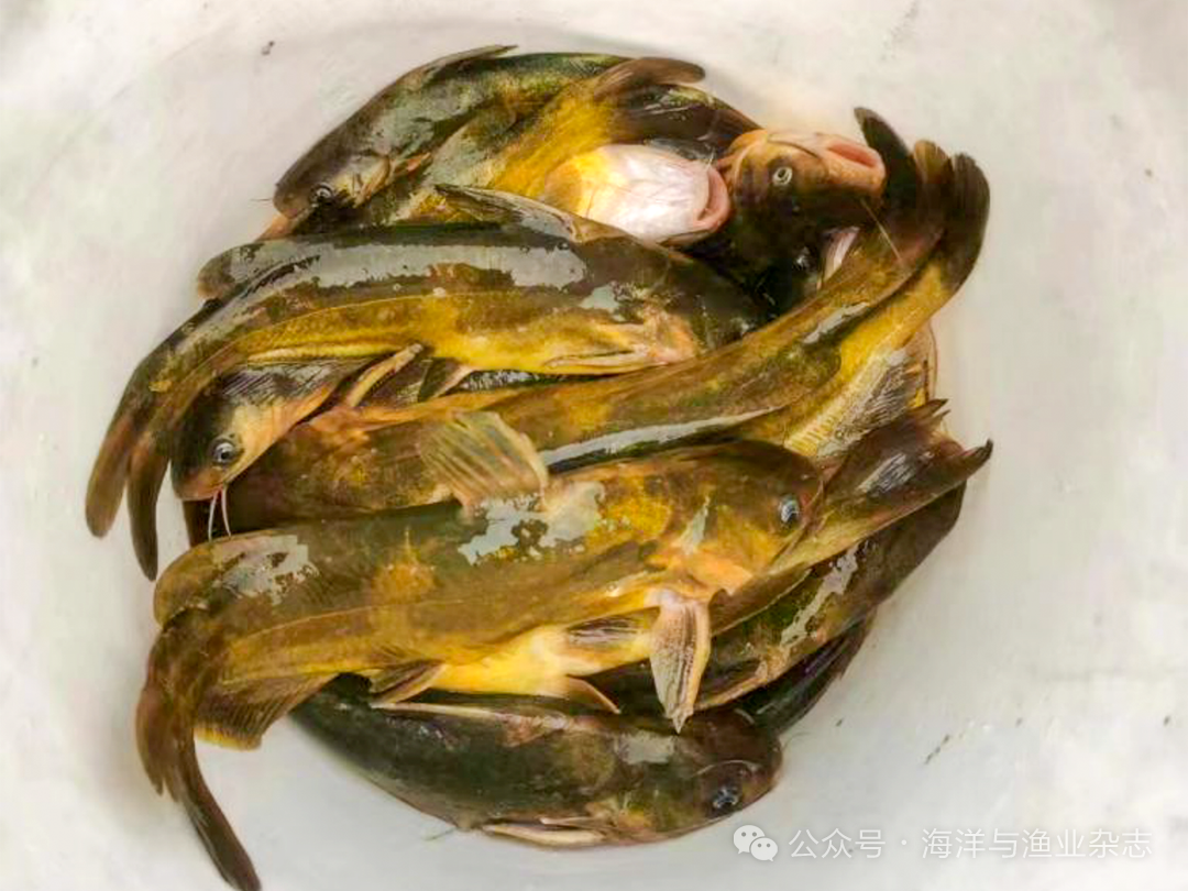 1764038388667556.png 3.png