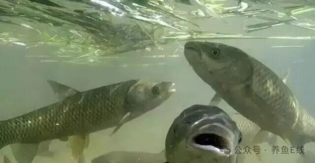 1764126844822549.jpg 7841fb54a9f4f6d5500feda48b03ac0e.jpg