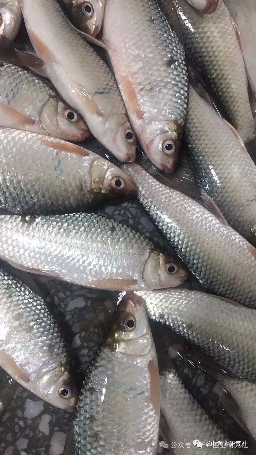 1764297227758196.jpg 2.jpg