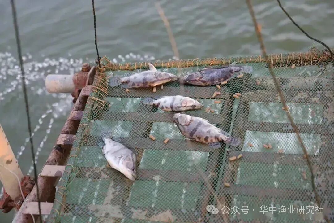 1764297270709904.jpg 4.jpg