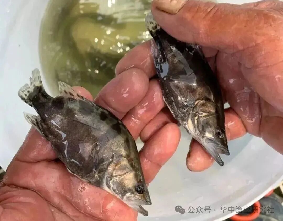 1764297282855563.jpg 5.jpg