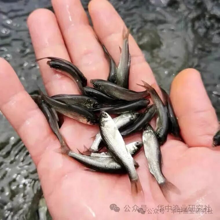 1764559422364500.jpg 4.jpg