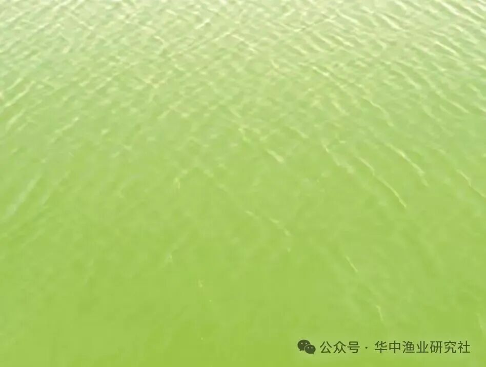 1764643223708931.jpg 1.jpg