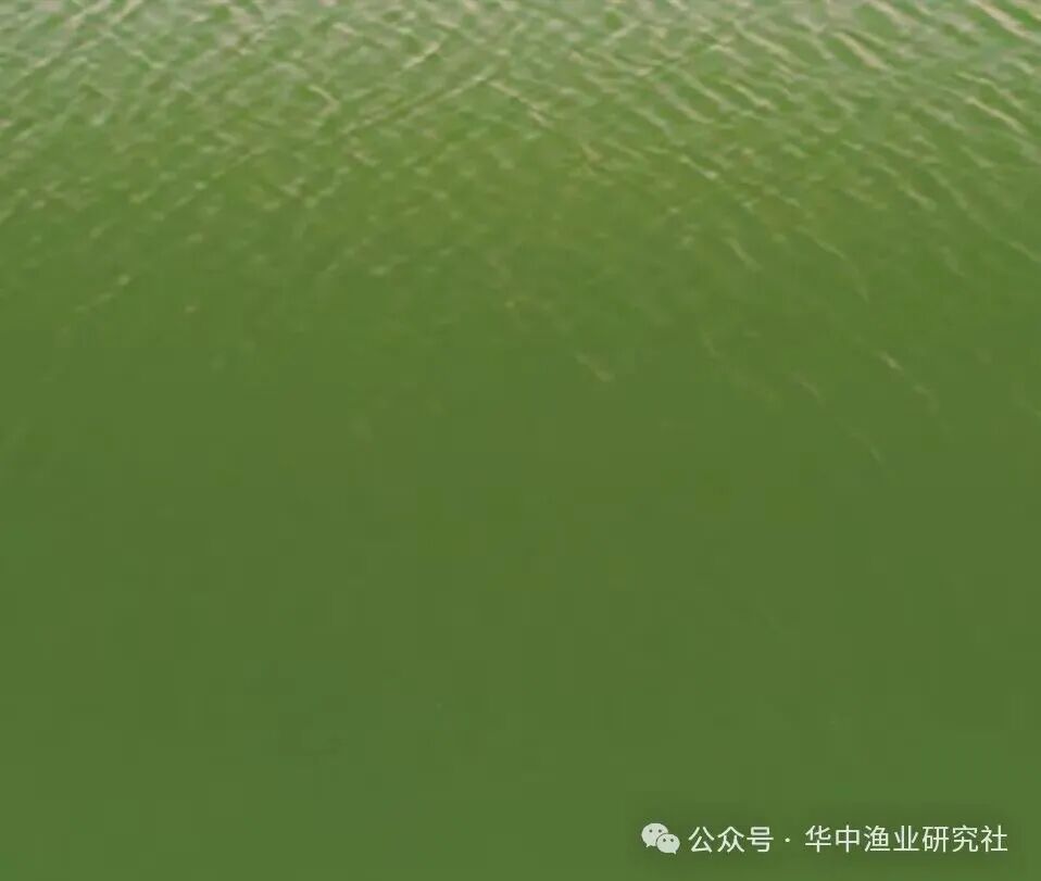 1764643813502780.jpg 3.jpg