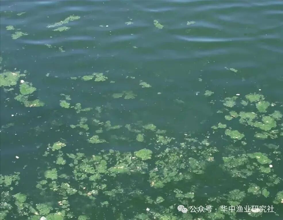 1764643844502735.jpg 5.jpg