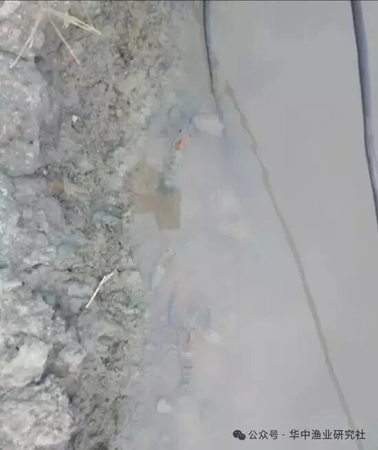 1764643965602743.jpg 9.jpg