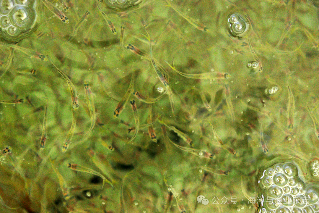 1764729503478383.png 2b0910df3490f08292a267e0319e4cbf.png