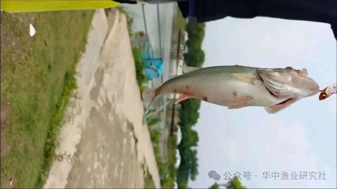 1764731175404914.jpg ba242bdb3900435709ebc72bbb8c057d.jpg