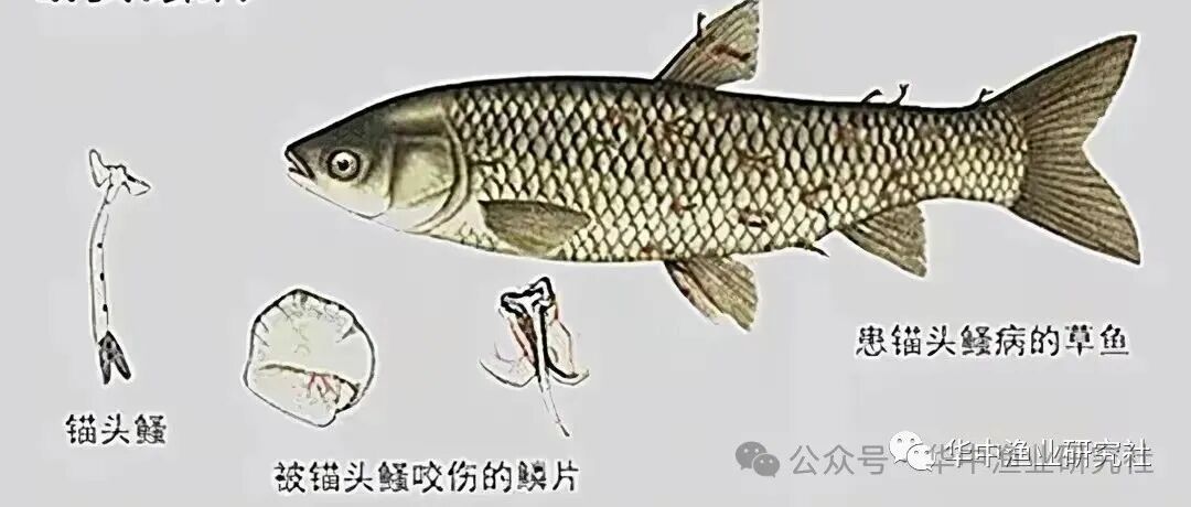 1764731220329604.jpg b4dc1418166d53bc9be2c31ff930ae46.jpg