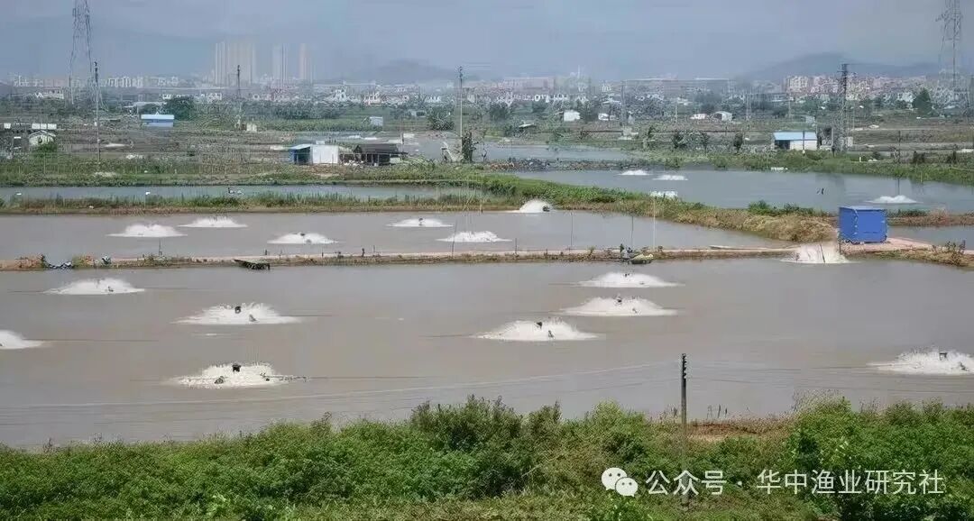 1765175098800394.jpg 3.jpg