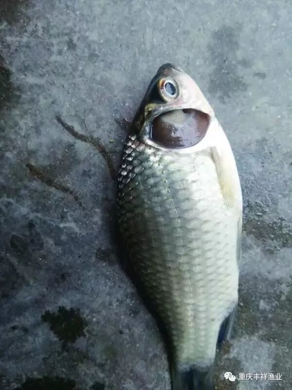 1765176516126432.jpg 2.jpg