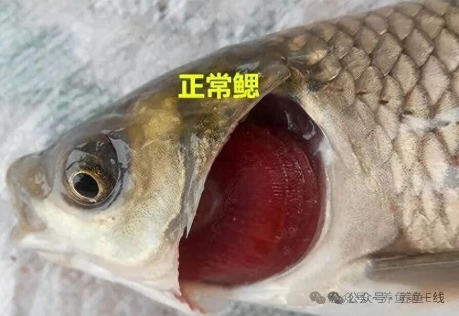 1765250903325110.jpg 1.jpg