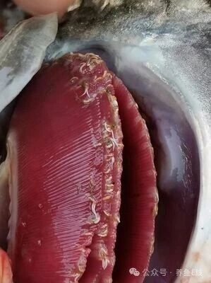 1765250936845381.jpg 3.jpg