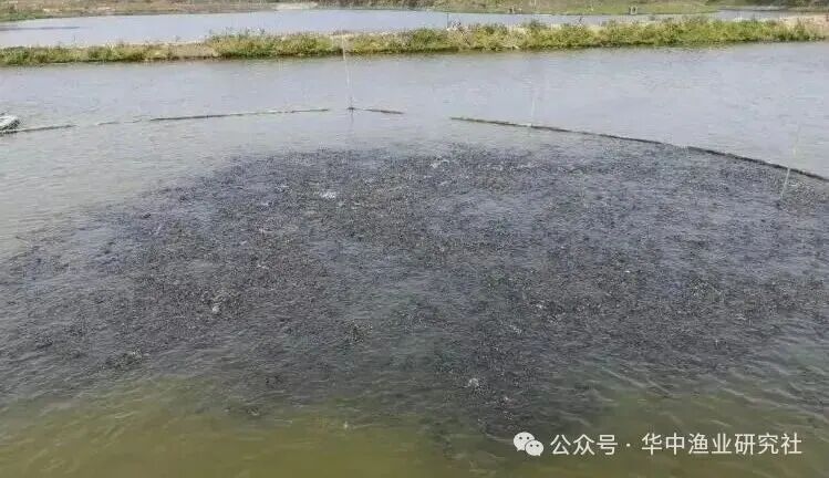 1765421388187588.jpg 2.jpg