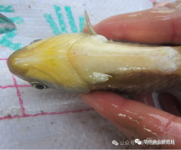 1765507509767943.png 5.png