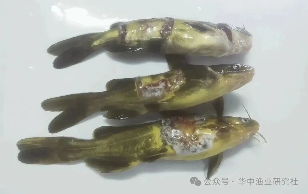 微信图片_2026-04-10_151002_823.jpg
